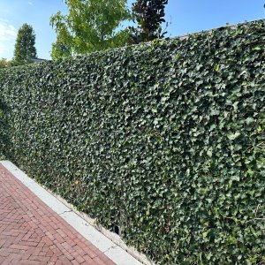 Brečtan popínavý (Hedera helix) - výška 10-20 cm, ⌀10-15 cm, kont. C2L